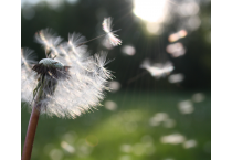 ALLERGIE