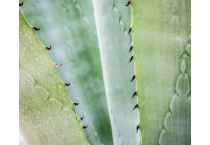 Aloe