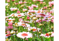 Millefiori