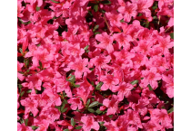 Rododendro